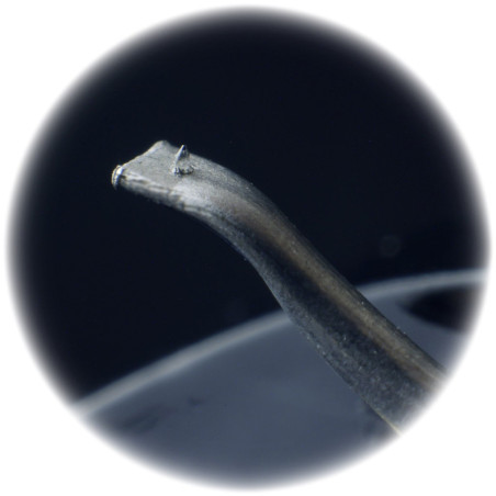 JICO CLIPPER - Testine e stilo - Audio Impact